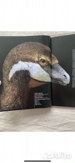 Энциклопедия «Динозавры. Профили затерянного мира»