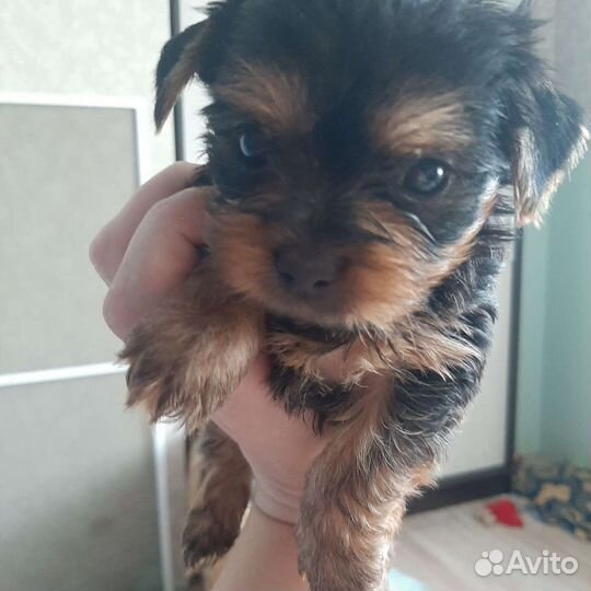 Вязка. Опытный жених ждёт невесту в гости