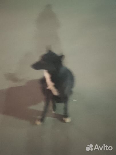 Собака брошенка