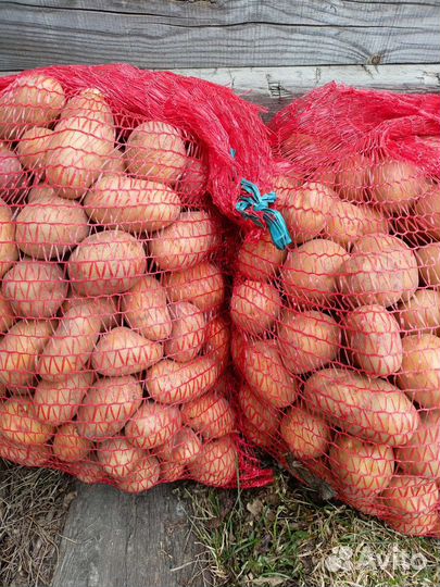 Семенной картофель