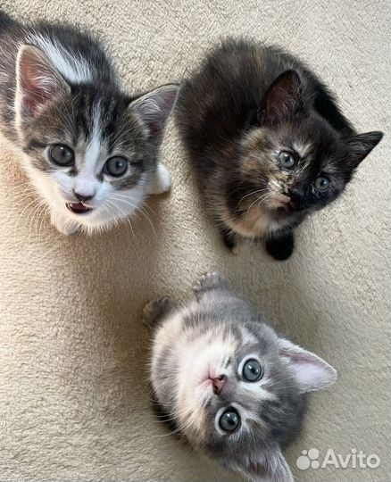 Котята даром