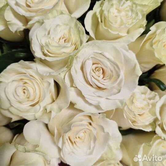 Букет белых роз, Эквадор, 60см 31 шт