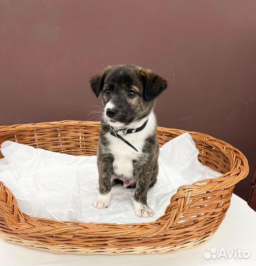 Щенок мальчик