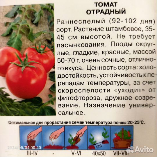 Рассада помидор и перцев
