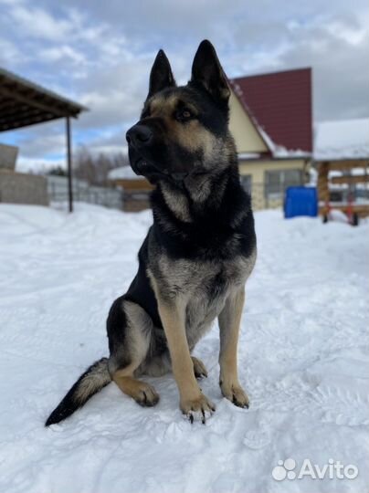 Восточно европейская овчарка вео кобель вязка