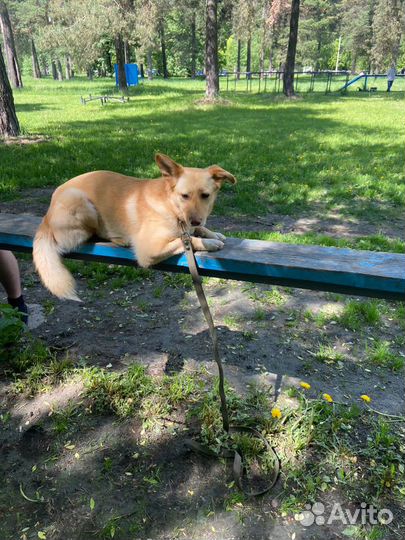 Дрессировка и воспитание собак. Кинолог