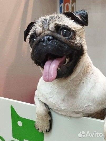 Стрижка собак и кошек/груминг