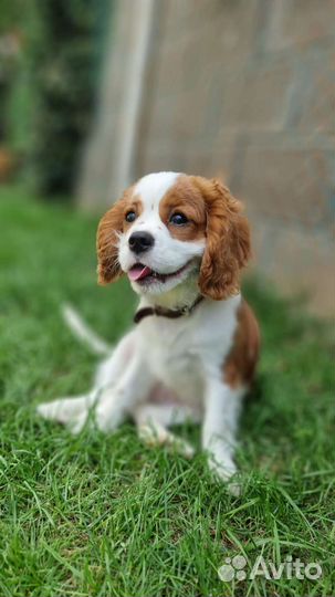 Кинг чарльз спаниель