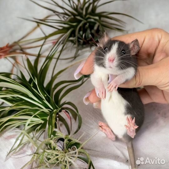 Крысята Дамбо. Большой выбор крыс. Крысы Дамбо