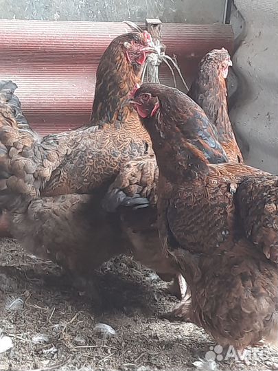 Домашняя птица