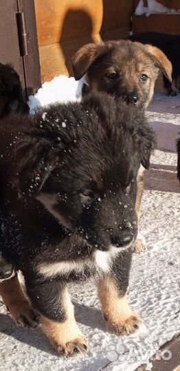 Щенки от овчарки