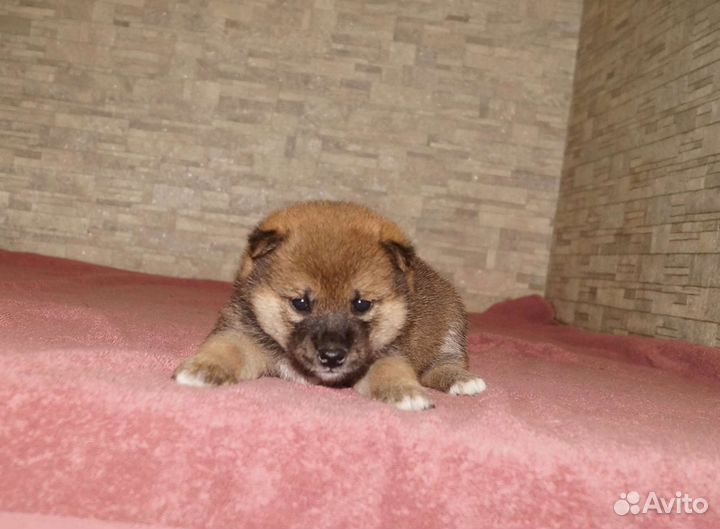 Щенки сиба ину