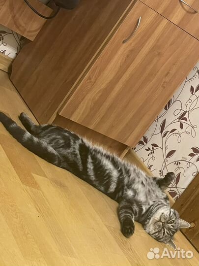 Вязка с шотландским котом