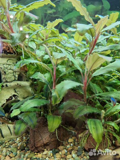 Буцефаландры и Анубиас