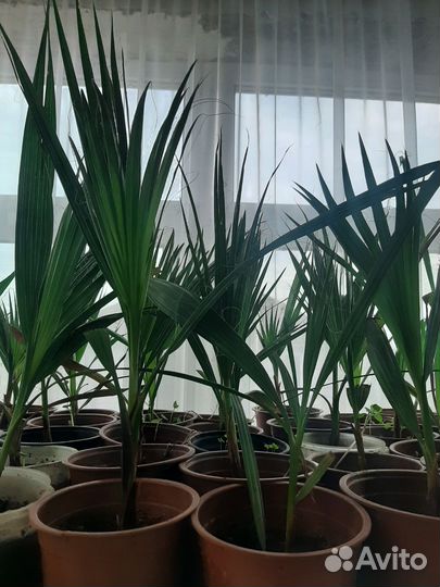 Пальма вашингтония