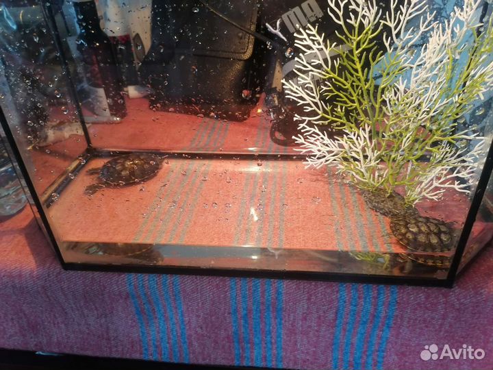 Красноухая черепаха 2 штуки с аквариумом