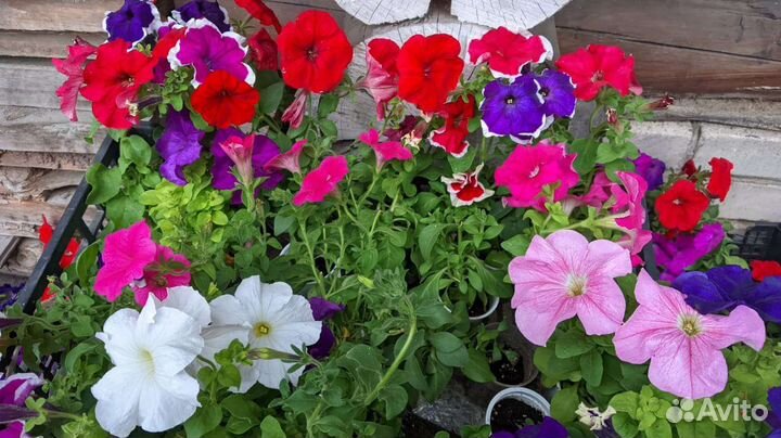 Петуния ампельная и простая-кустовая