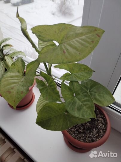 Сингониум конфетти