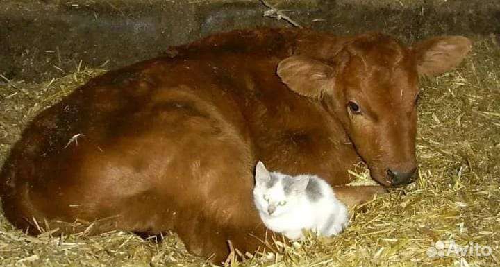 Продам бычков и тёлочек