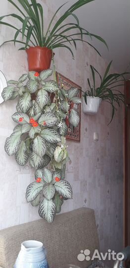Цветок