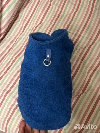 Одежда для чихуахуа