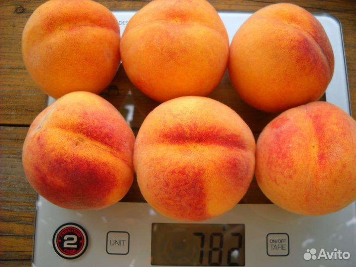 Саженцы персика Кросби