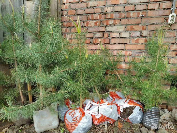 Сосны местные