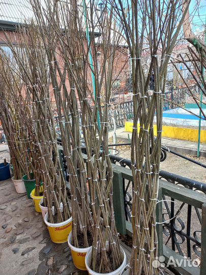 Пальма сибирская из ивы