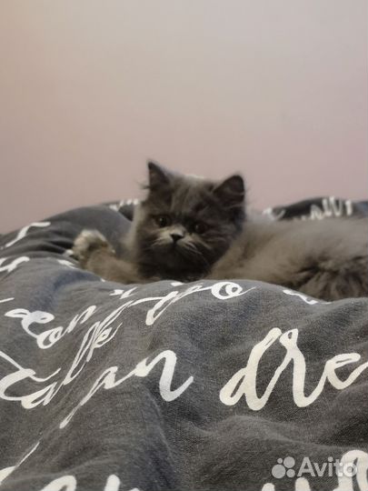 Британские котята