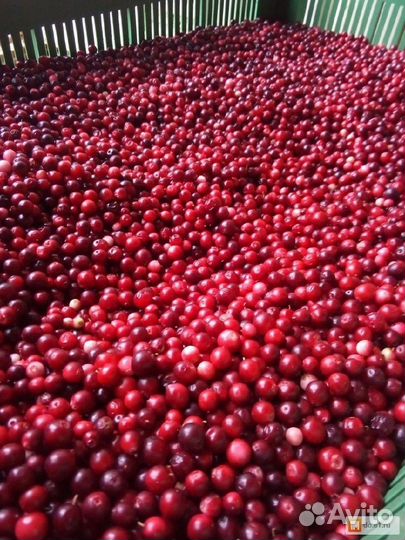 Клюква свежая