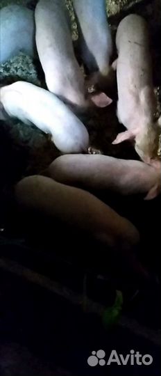 Поросята белые