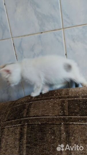 Котенок мальчик