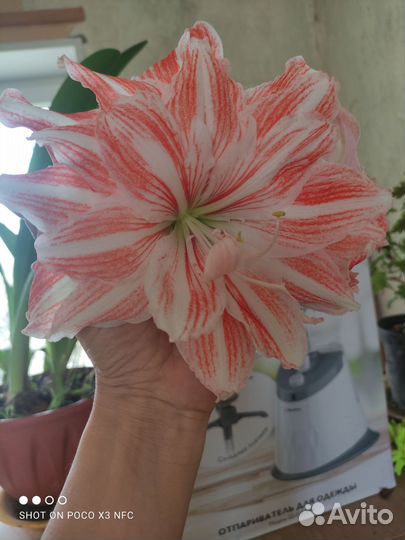 Гиппиаструм