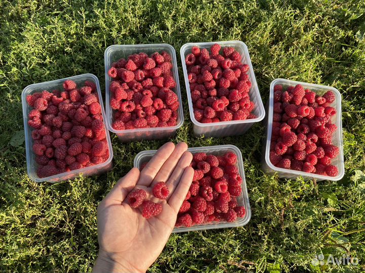 Саженцы малины полька