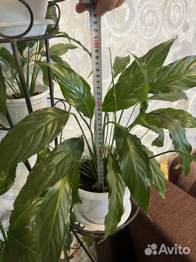 Спатифиллум,аспарагус,алое, лимон