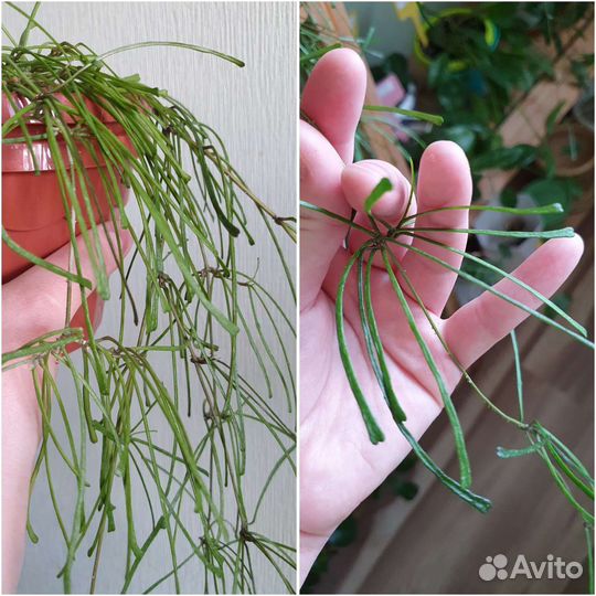 Хойя (некоторые сорта поближе)