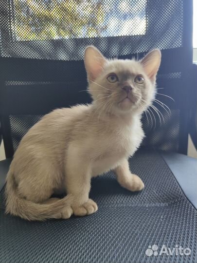 Котята европейской бурмы