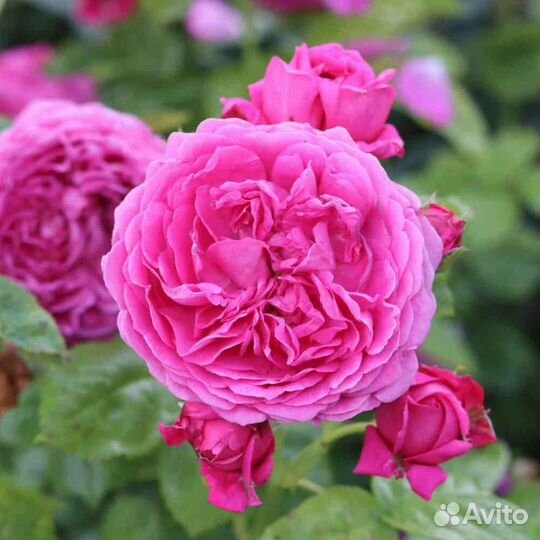 Роза Анушка (1 саженец)