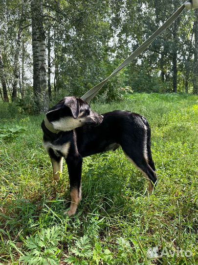 Смышлёный малыш Бонд из приюта ищет родителей
