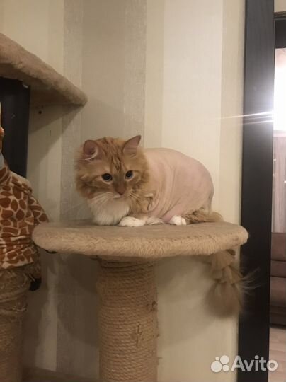 Стрижка кошек и котов