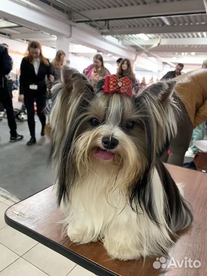 Вязка Бивер йорк