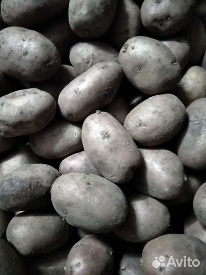 Семенной картофель и есть на еду
