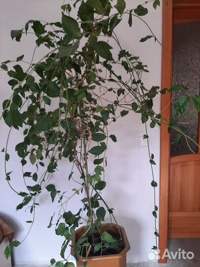 Домашние растения цветы