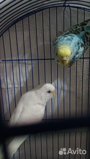 Волнистые попугаи