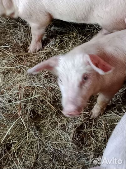 Поросенок ландрас