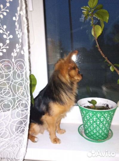 Чихуахуа вязка кабель