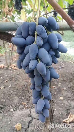 Черенки винограда