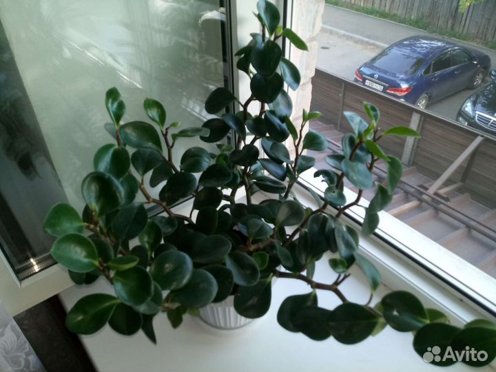 Комнатные цветы каланхоэ