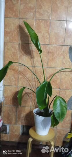 Стрелиция николая