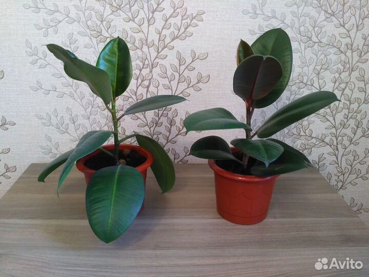 Комнатные растения. Фикусы Бенжамина Каучуконосный